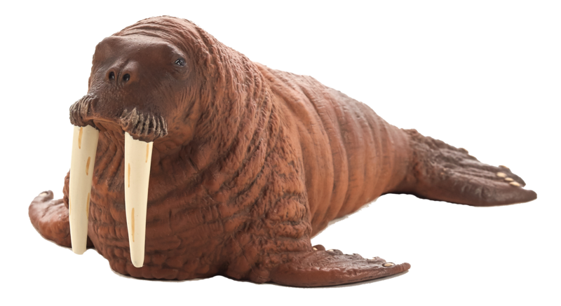 Walrus (Portugal)