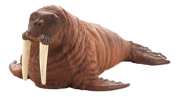 Walrus (Portugal)