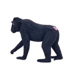 Black Crested Macaque