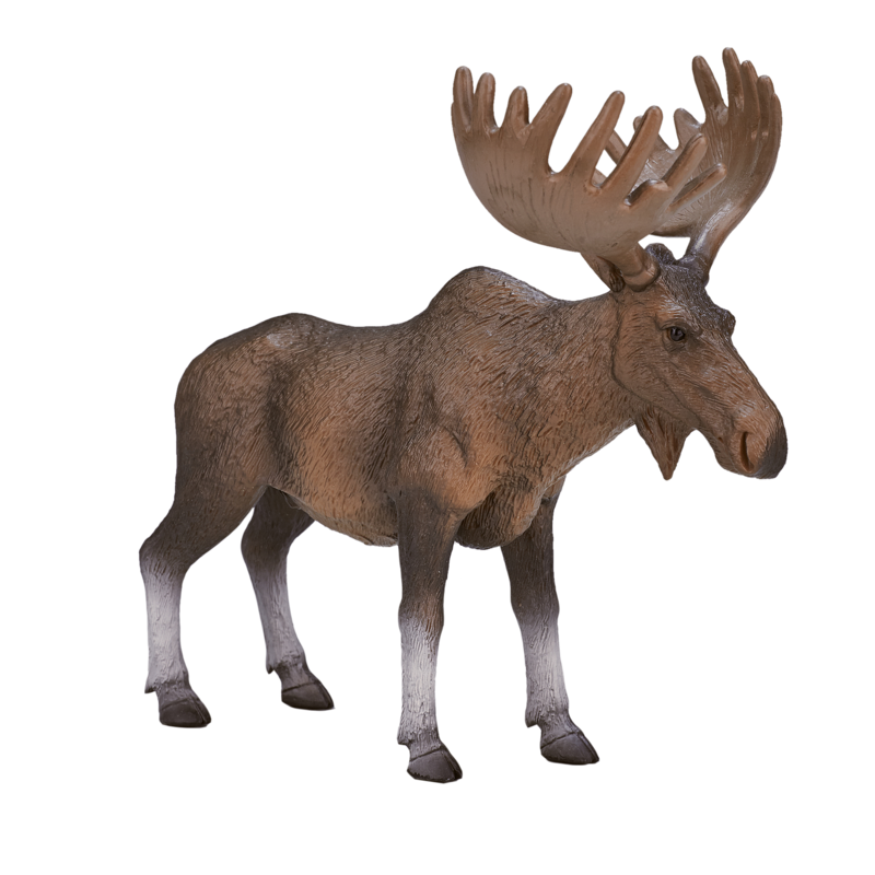 European Elk / Moose New Colour 2017