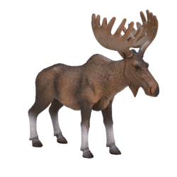 European Elk / Moose New Colour 2017