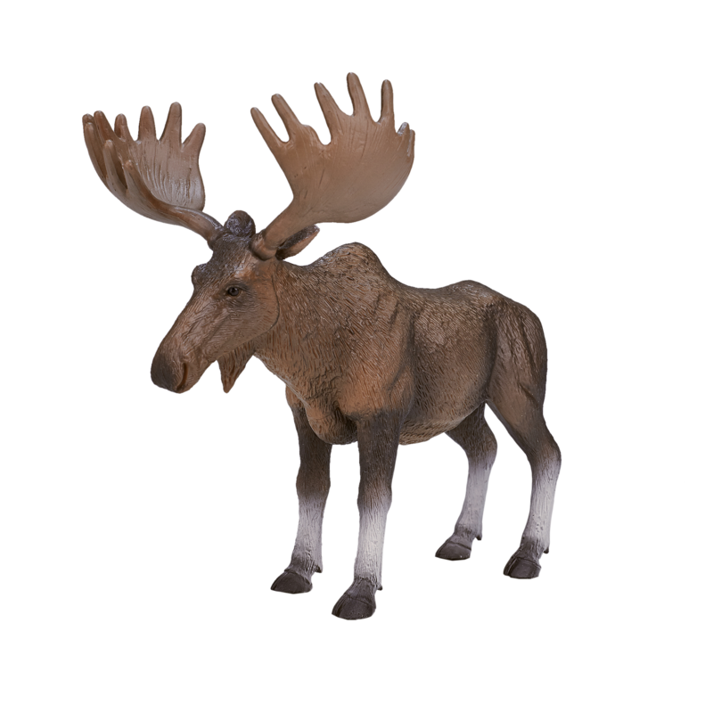 European Elk / Moose New Colour 2017