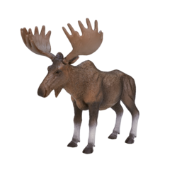 European Elk / Moose New Colour 2017