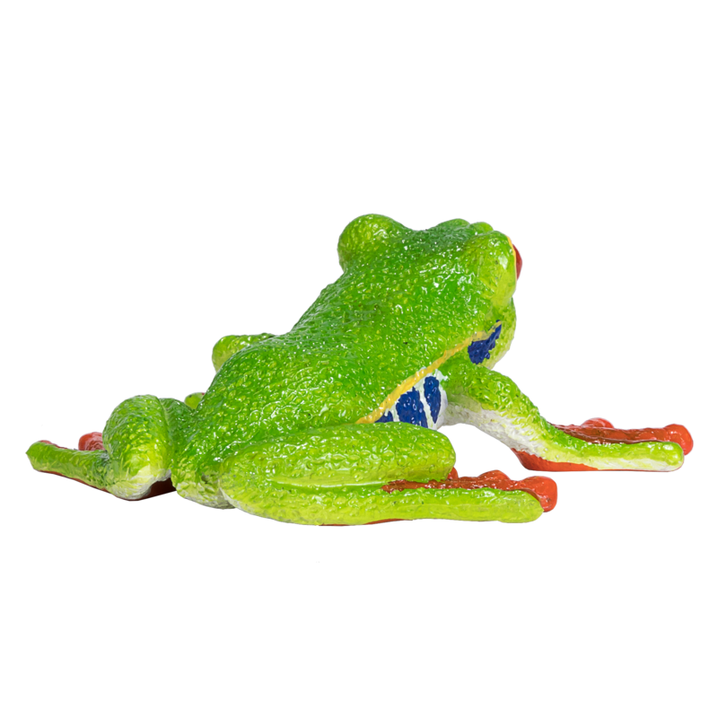 Red Eyed Tree Frog