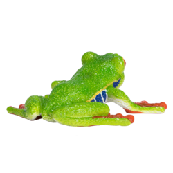 Red Eyed Tree Frog