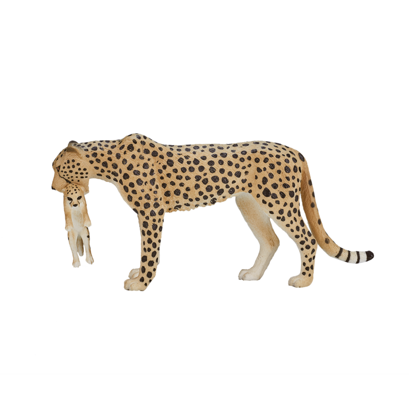 Cheetah Female with