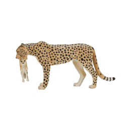 Cheetah Female with