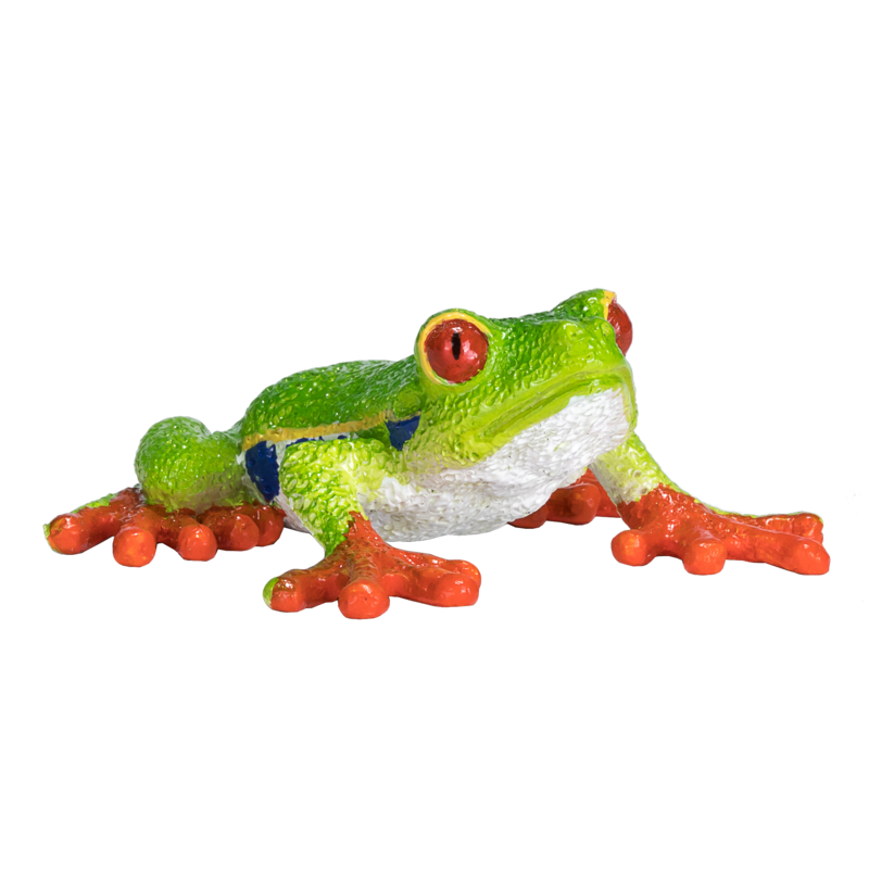 Red Eyed Tree Frog