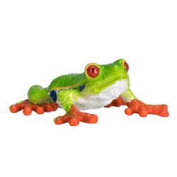 Red Eyed Tree Frog