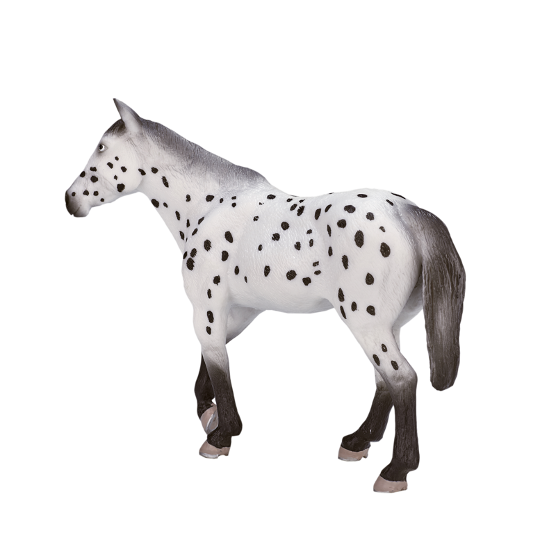 Appaloosa Stallion