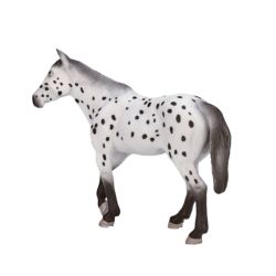 Appaloosa Stallion