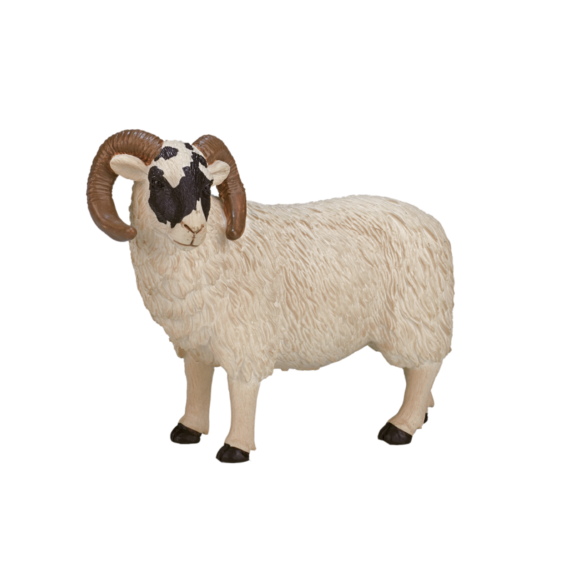 Black Faced Sheep (Ram)