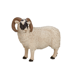 Black Faced Sheep (Ram)