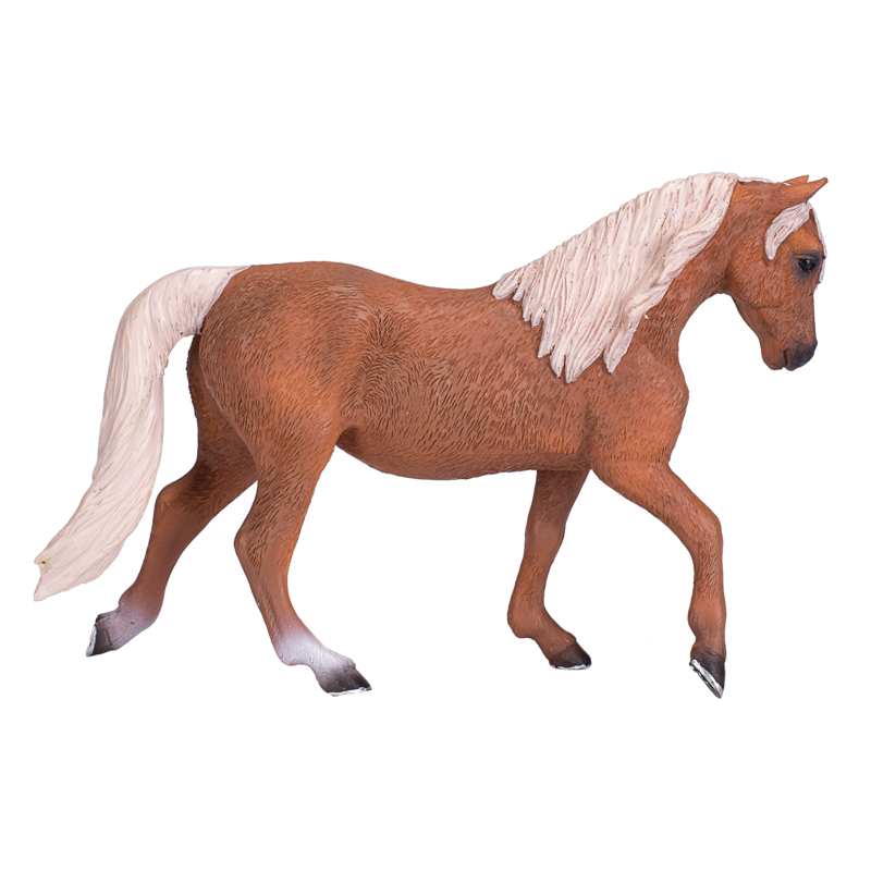 Morgan Stallion Palomino