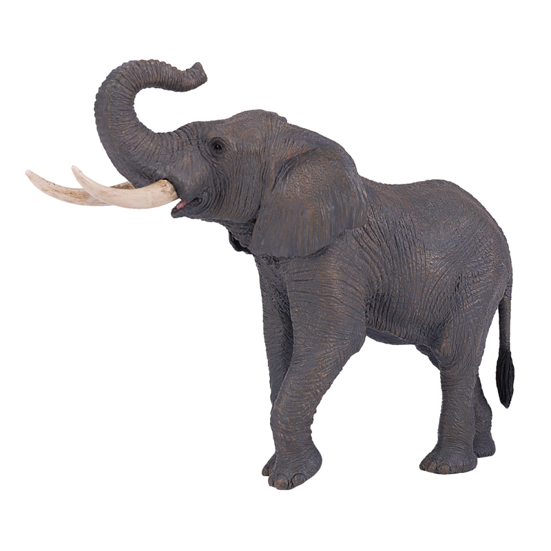 African Elephant