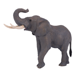 African Elephant