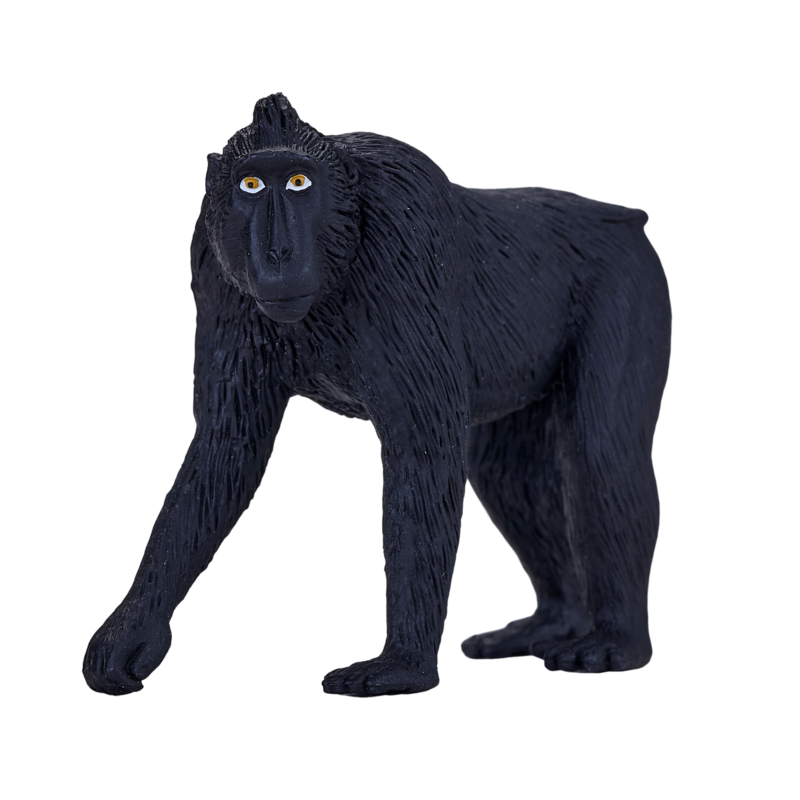 Black Crested Macaque