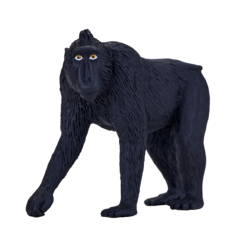 Black Crested Macaque