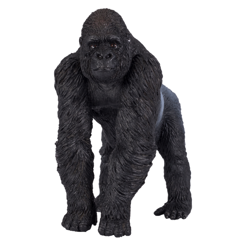 Gorilla Male Silverback