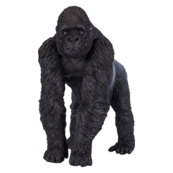 Gorilla Male Silverback