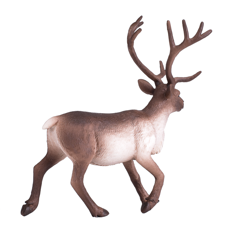 Reindeer