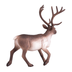 Reindeer