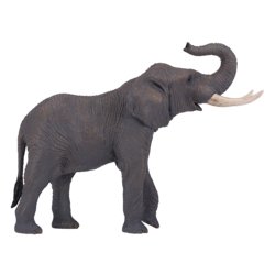 African Elephant