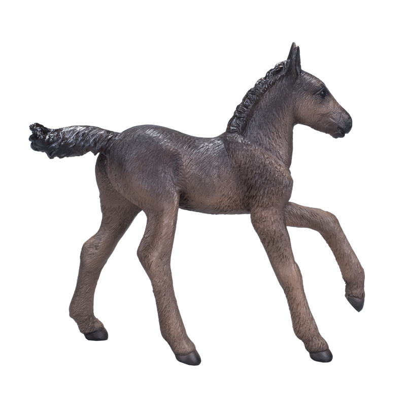 Arabian Foal Black