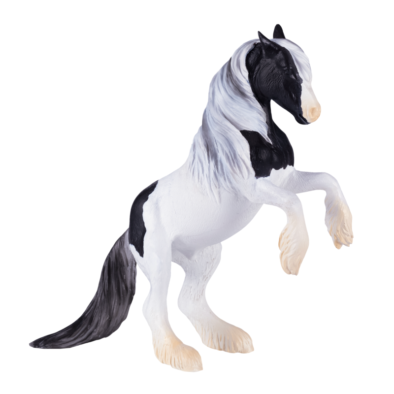 Gypsy Vanner Stallion