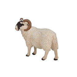 Black Faced Sheep (Ram)