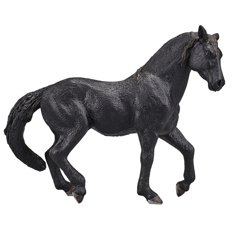 

MOJO Andalusian Stallion Black