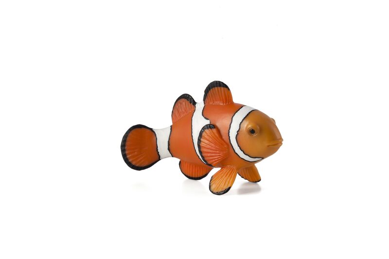 Clown Fish