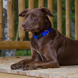 لوبين طوق كلب عريض قابل للتعديل مقاس 1 بوصة ، 12-20 بوصة ، أزرق