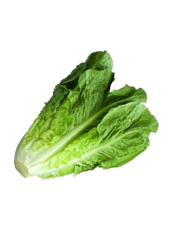 

Generic Romaine Lettuce UAE, 1 Piece, 500g (Approx)