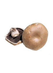 From Holland Portobello Mushroom Case, 1.5Kg