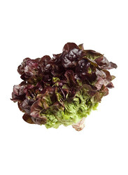 From Holland Oakleaf Lettuce, 250g