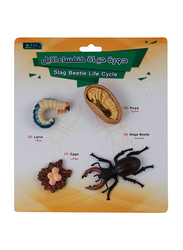 SBC 4 Pieces Educational Set, Stag Beetle Life Cycle, Multicolor