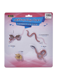 SBC Earthworm Life Cycle Educational Toy Model, 3 + Years, Pink/Brown