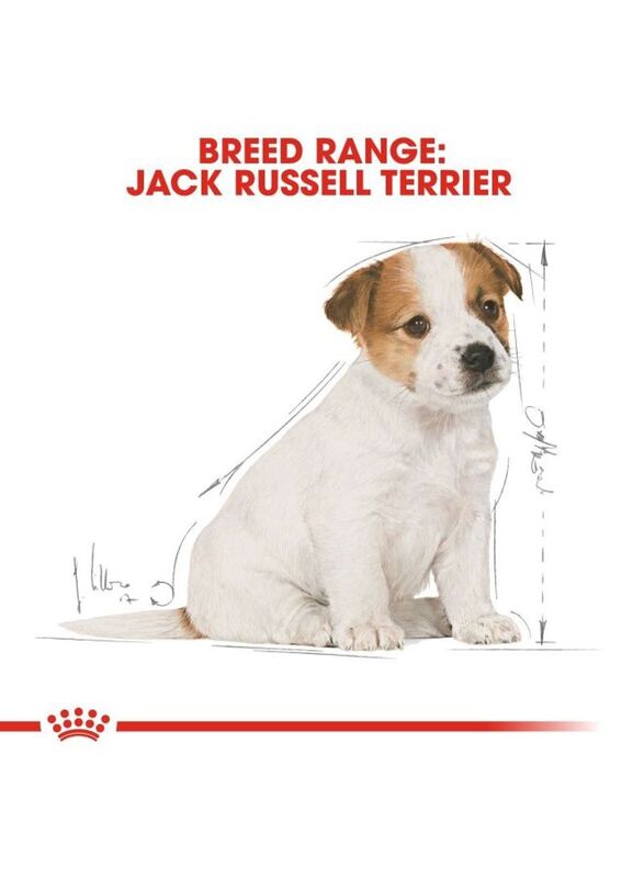 Royal Canin Breed Health Nutrition Jack Russell Terrier Dry Food for Dogs, 1.5 Kg