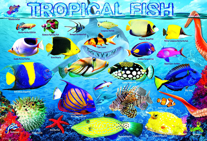 EuroGraphics 100-Piece Set Tropical Fish Puzzle