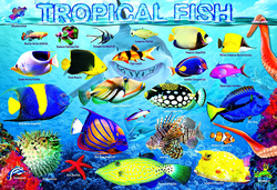 EuroGraphics 100-Piece Set Tropical Fish Puzzle