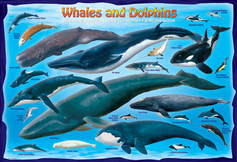 EuroGraphics 100-Piece Set Whales & Dolphins Puzzle