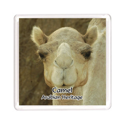 Ajooba Dubai Souvenir Magnet Camel Arabian Heritage MCA 0007, Transparent
