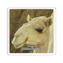 Ajooba Dubai Souvenir Magnet Camel Arabian Heritage MCA 0008, Transparent