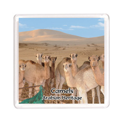 Ajooba Dubai Souvenir Magnet Camel Arabian Heritage MCA 0011, Transparent