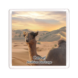Ajooba Dubai Souvenir Magnet Camel Arabian Heritage MCA 0001, Transparent