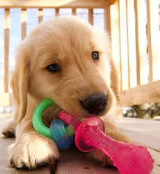 Nylabone Puppy Chew Teething Pacifier Toy, X-small, Multicolour