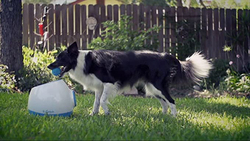 IFetch Interactive Ball Launchers for Dogs, White/Blue