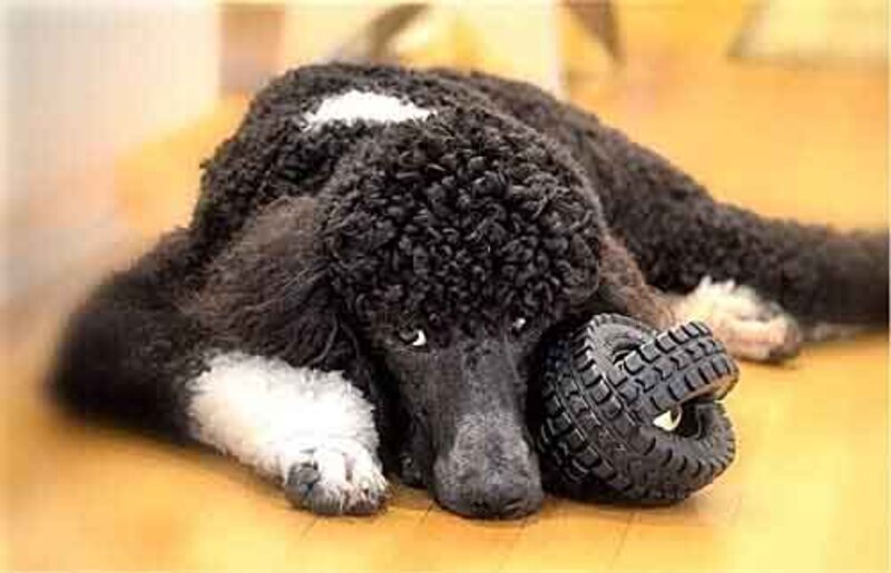 Petmate Jingle X-Tire Ball Dog Toy, One Size, Black