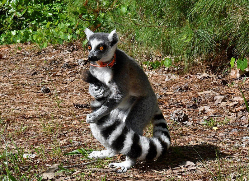 Animal Planet Mojo Ringtail Lemur Deluxe Figure, Ages 3+